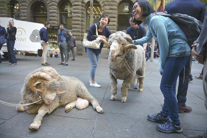 Chinese tourists look at Merino sheep on display from the Australian Wool Innovation (AWI) in the Central business district of Sydney
