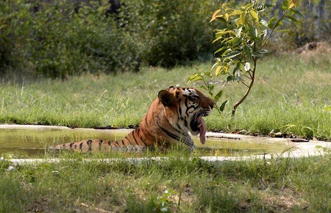 Royal Bengal Tiger, White tiger, Chhatbir Zoo, Chandigarh