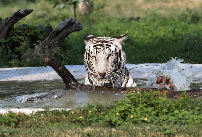 Royal Bengal Tiger, White tiger, Chhatbir Zoo, Chandigarh
