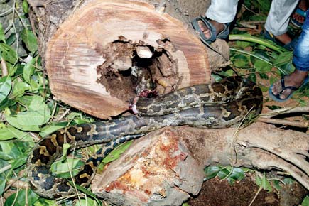 Rescuers kill python while trying to rescue it in Thane