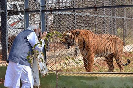 Watch video: Narendra Modi shoots tiger in Raipur