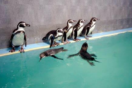 Mumbai: Tainted contractor to stay in charge of penguins for a year