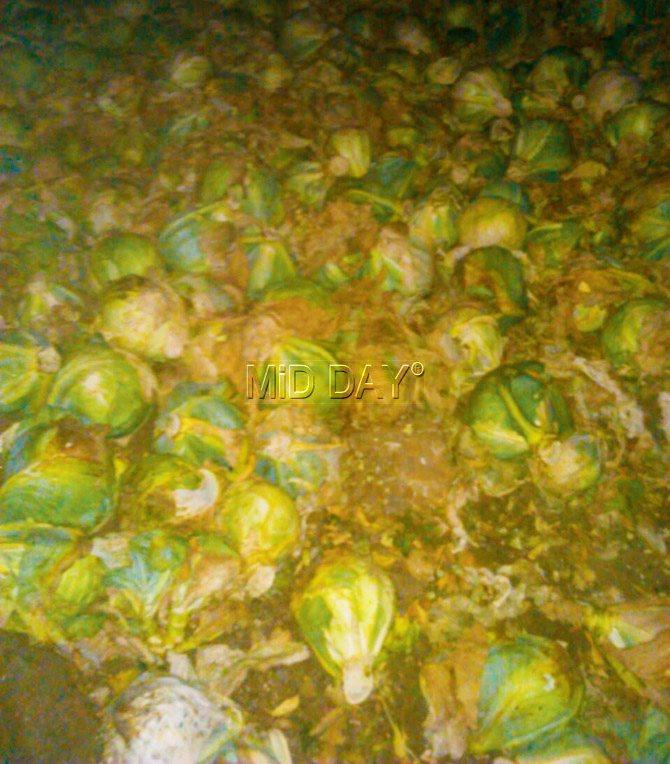 Piles of cabbage rot away in Akola