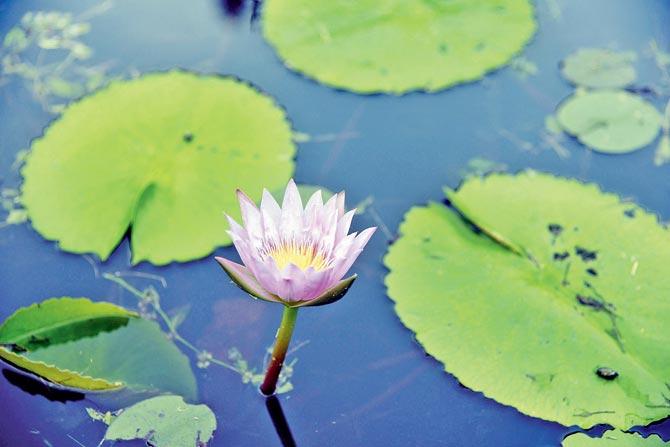 A lotus pond at  Maharashtra Nature Park, which has 580 plant species currently.Pic/Sameer Markande