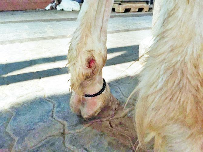 Brutal! Doctors reveal torturous ordeal of rescued Victoria horse