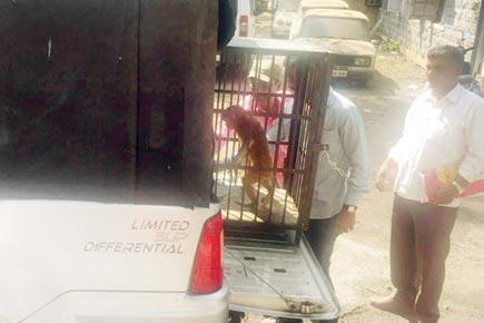 Monkey rescued from abuse, handler held at Juhu beach