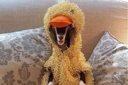 Suffering from anxiety, this goat only needs her duck suit to calm her