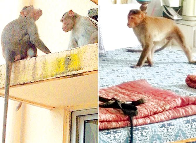 Cuffe Parade residents think that the monkeys are trained in stealing goods