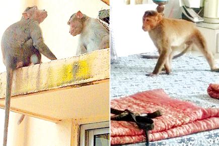 Mumbai: Two monkeys terrorising Cuffe Parade residents