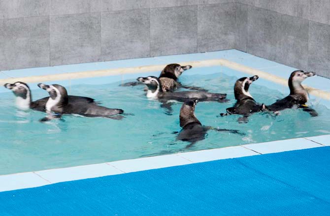 Eight Humboldt penguins arrived in July from Seoul