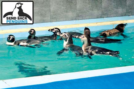 Mumbai: Lokayukt to take stock of penguins' living conditions at Byculla Zoo