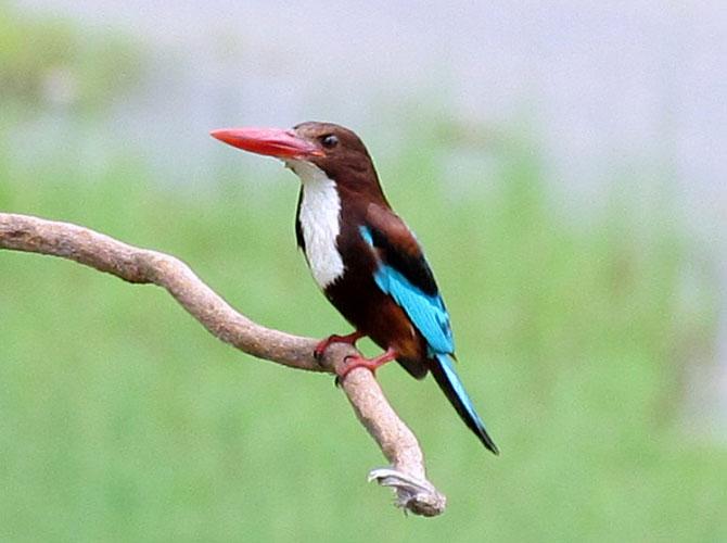 Pan India bird count to pay homage to 
