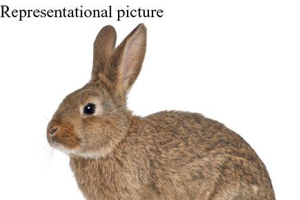 India bans cruel eye and skin test on rabbits for drug testing
