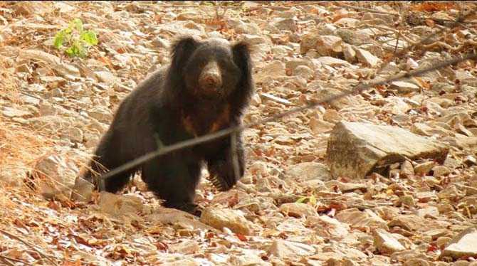 Bears, hyenas and marsh crocodiles are also spotted in the region