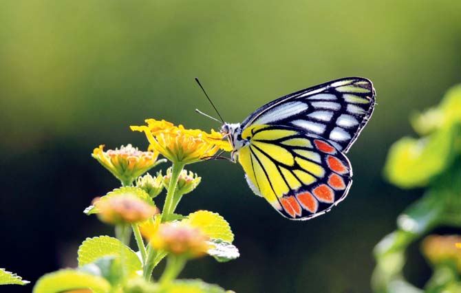 Butterflies at Hanging Garden. Pic/Poonam Bathija