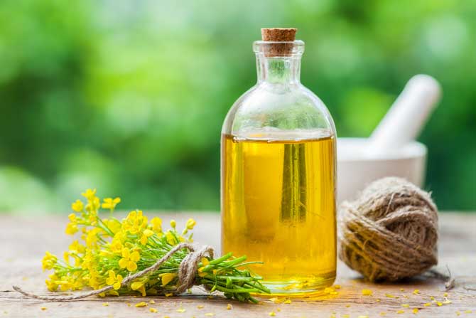 Canola oil may help reduce belly fat