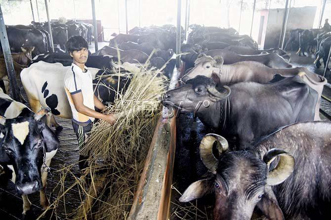 Popular Dairy Farm at Padgha. Pic/Sameer Markande