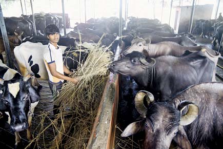 Demonetisation effect: Dairy farms across Maharashtra feeling the pinch