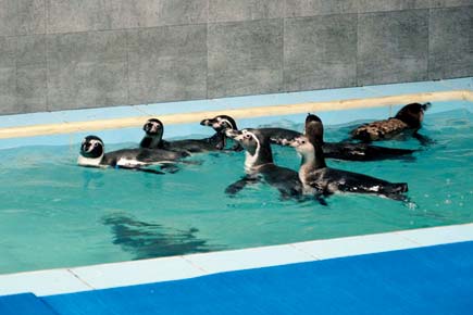 Mumbai: Dead Humboldt penguin haunts Byculla Zoo