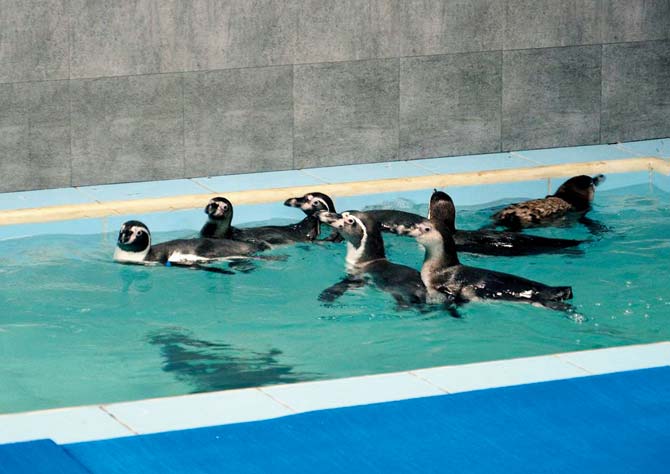 Eight Humboldt penguins arrived in July from Seoul’s Coex Aquarium. File pic