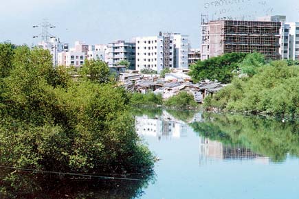 Mumbai: 1 lakh saplings to revive dying mangroves