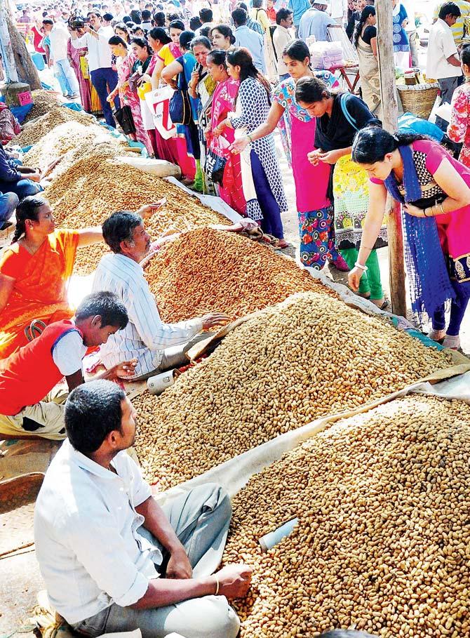 The annual groundnut fair in Bengaluru. Pic/PTI