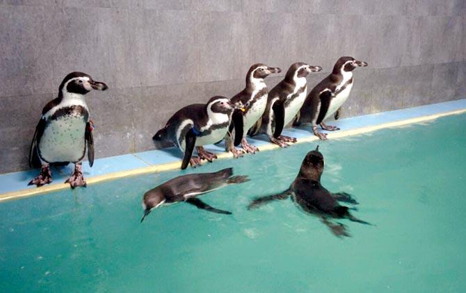 Remaining Humboldt penguins at the Byculla zoo