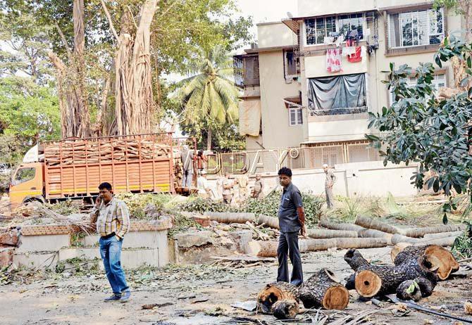 The area on 4th Road in Hasnabad Lane, Khar, where residents have alleged indiscriminate chopping of trees by the civic body. Pics/Satej Shinde