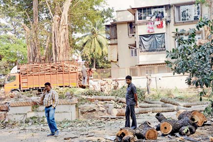 Mumbai: BMC, locals at 'log'gerheads over cutting of Khar trees