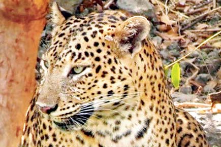 Mumbai: Cops attend workshop on how to handle leopards, wildlife laws