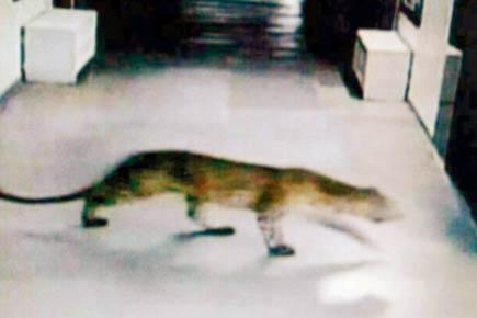Mumbai: No trap for leopard spotted at IIT-Powai