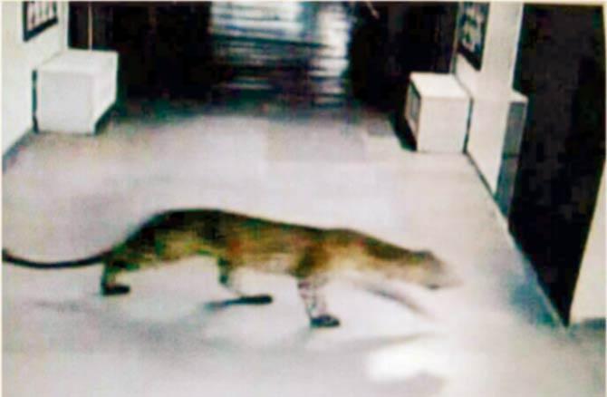 The leopard was captured on CCTV installed outside a laboratory