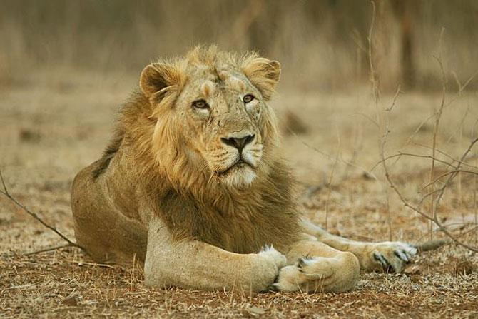 Lion who featured with Amitabh Bachchan in Gujarat ad, passes away