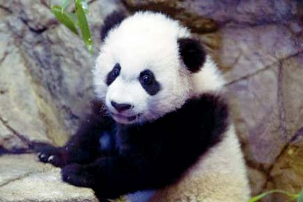 Greedy panda cub overeats, operated for blocked intestines