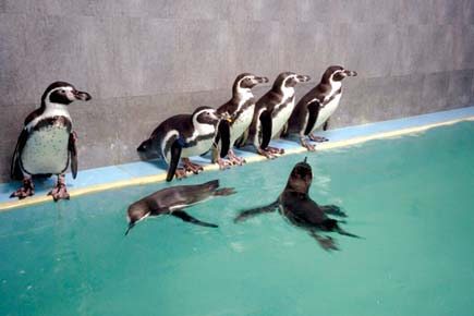 Mumbai: Contractor faked 3 MoUs to bag penguin project