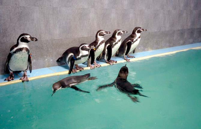 The remaining seven Humboldt penguins at the Byculla zoo