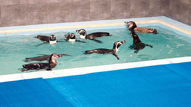 The report might help the zoo ensure that the remaining seven penguins don’t meet the same fate. File pic