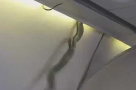 Believe it or not! Live snake slides into cabin of Aeromexico flight