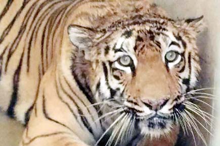 Are tiger deaths being suppressed?