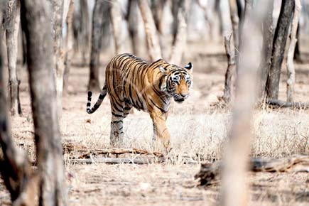 'Man-eater' tigress successfully relocated to Tadoba