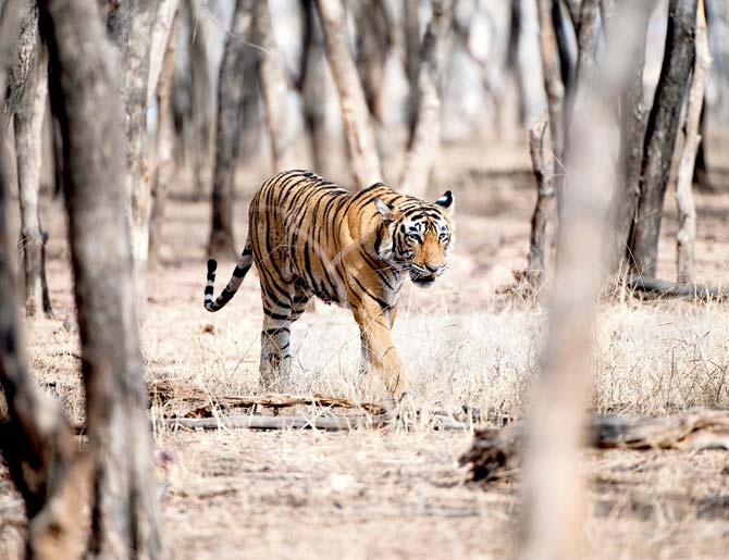 The study of the radio-collared tigress’s movements will give a wealth of information. Pic/Thinkstock