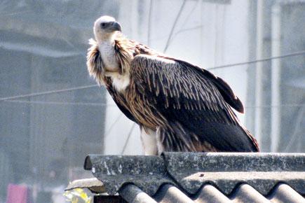Rare vulture greets bird lovers in Thane