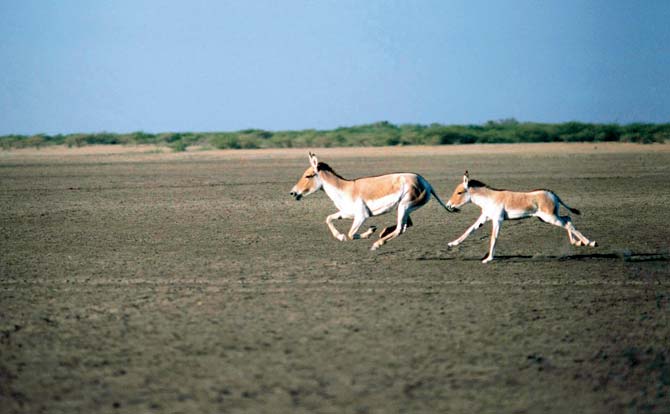 Make time to explore the Wild Ass Sanctuary in Little Rann