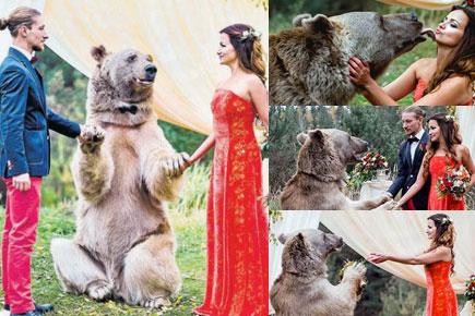 Viral video! When a bear acted as priest at bizarre wedding ceremony