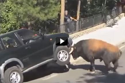 Scary Video! Bull repeatedly headbutts car full of people 