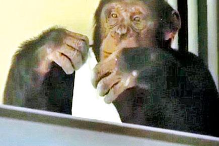 Watch video: This chimp with OCD is always cleaning the windows