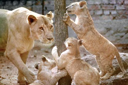 Famous Five in Mumbai? More lions to roar at Sanjay Gandhi National Park
