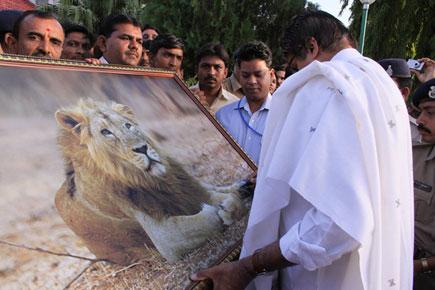 Lion, who featured with Amitabh Bachchan in Gujarat ad, passes away