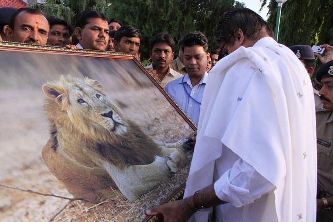 Lion who featured with Amitabh Bachchan in Gujarat ad, passes away