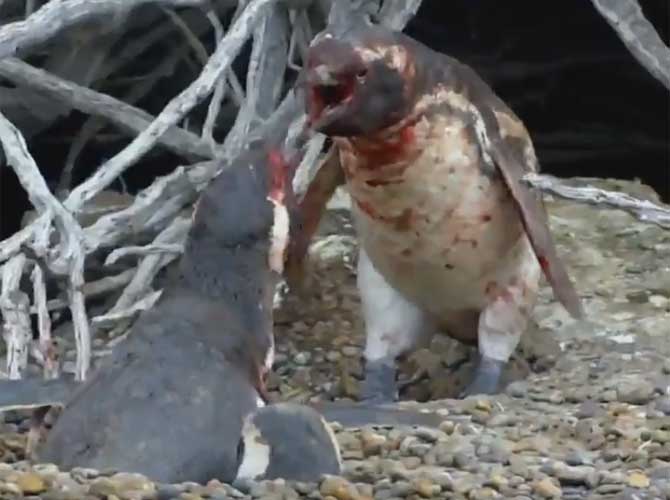 The male penguins captured in a bloody brawl over wife penguin by National Geographic for its new Animal Fight Night series